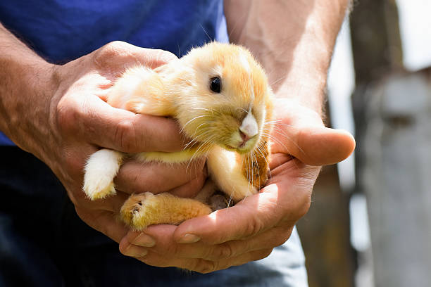 istock bunny in male hands 479456008