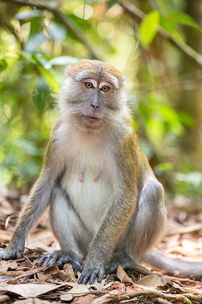 istock Macaque portrait in Gunung Leuser National Park, Sumatra, Indone 479456312