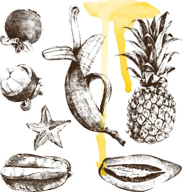 Vector illustration of Hand drawn tropical fruits