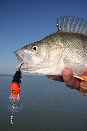 A close up shot of the head of a redfin (English) perch that an angler has caught on a lure in Victoria, Australia.