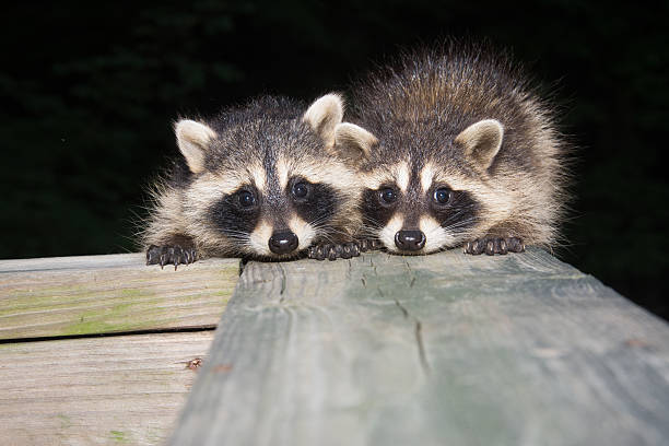 istock Tw baby raccoon 479458868