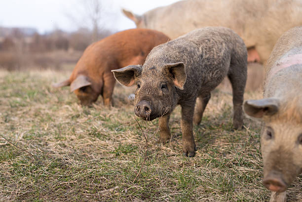 istock Three young mangulitsa pigs in a row 479459206