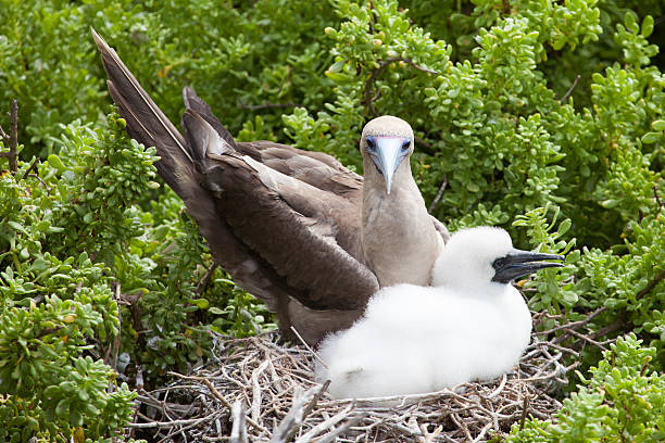 istock Red-Footed booby with chick in the nest, 479459322