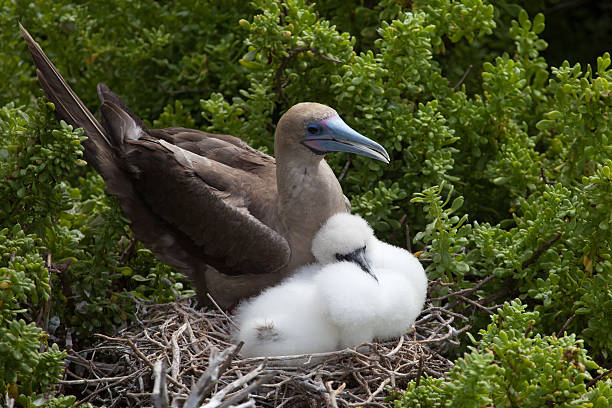 istock Red-Footed booby with chick in the nest 479459332