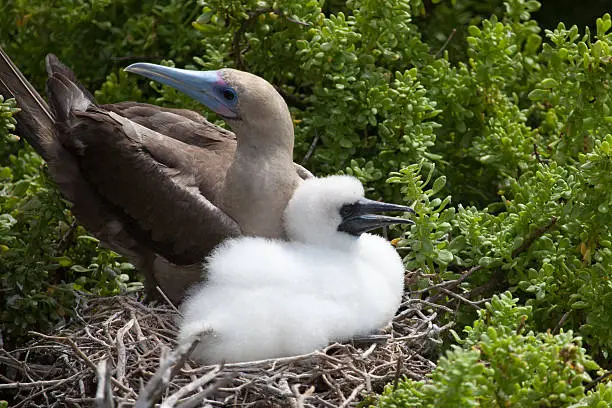 Photo of Red-Footed booby with chick in the nest