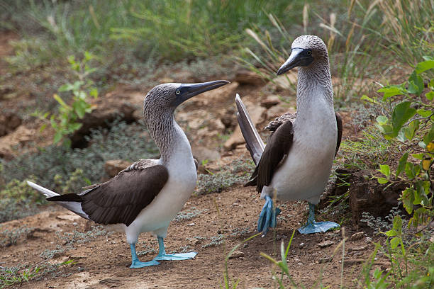 istock Pair of blue footed boobies performing mating dance 479459354