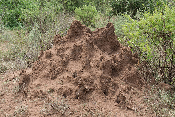 istock Termite mound in Serengeti 479459366