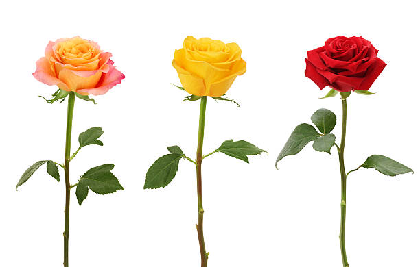 vástago largo de rosas (xxxl con ruta - in a row multi colored bright yellow fotografías e imágenes de stock