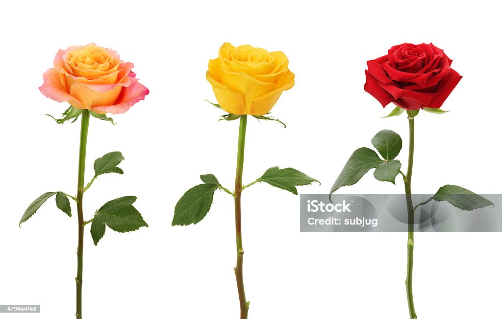 Long Stem Roses (XXXL) Long Stem Roses isolated on white Rose - Flower Stock Photo