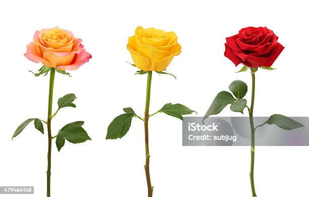 Long Stem Roses Stock Photo - Download Image Now - Rose - Flower, Yellow, Cut Out