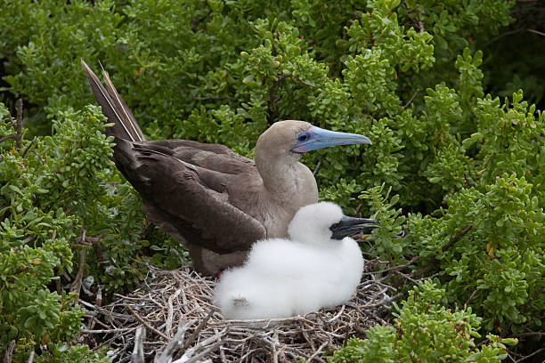 istock Red-Footed booby with chick in the nest 479466608