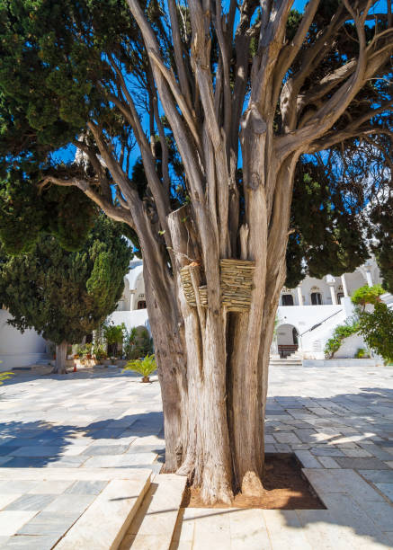istock Old tree in Tinos Island, Greece 479466925