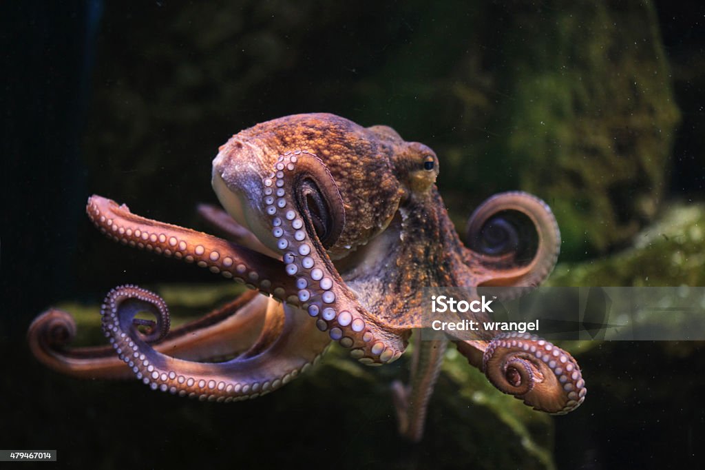 Common octopus (Octopus vulgaris). Common octopus (Octopus vulgaris). Wildlife animal. Octopus Stock Photo