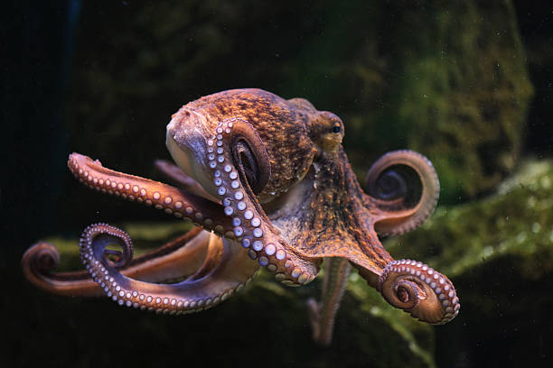 Common octopus (Octopus vulgaris). Common octopus (Octopus vulgaris). Wildlife animal. water animal octopus sea stock pictures, royalty-free photos & images