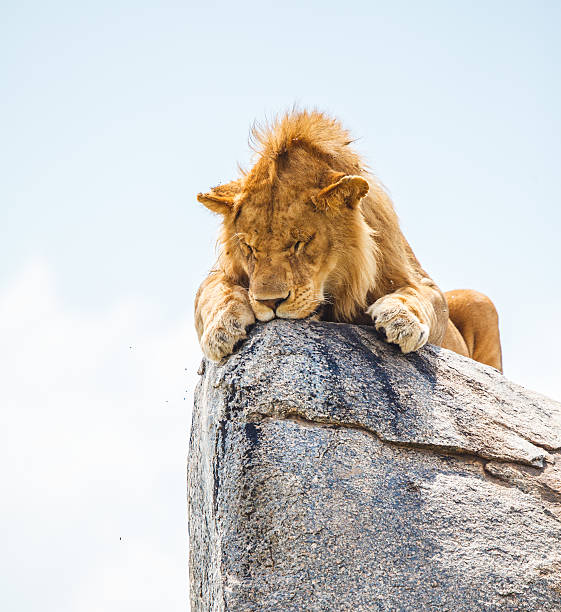 istock lion on the rock 479467550