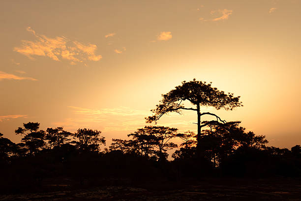 Silhouetted of pine tree at sunrise. stock photo