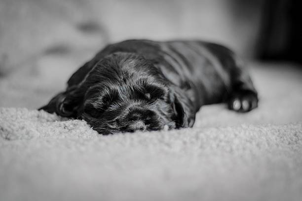 istock Adorable 4 week old cocker spaniel puppies 479468616