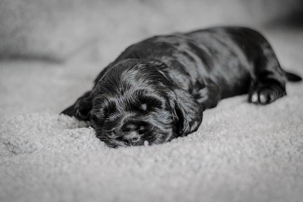 istock Adorable 4 week old cocker spaniel puppies 479468644