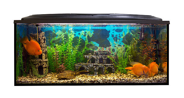 istock Beautiful aquarium on a white background 479468788
