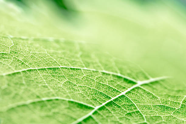 Green leaf vein textured shape of grape vine selective focus Close-up in very selective focus of green vine leaf, grape from vineyard, textured with leaf vein visible, and leaf epidermis pattern of the leaf shape forms strange shape. macrophotography stock pictures, royalty-free photos & images