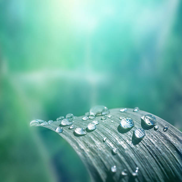 Morning Dew Water Drop On Leaf Fresh Nature Background Stock Photo -  Download Image Now - iStock