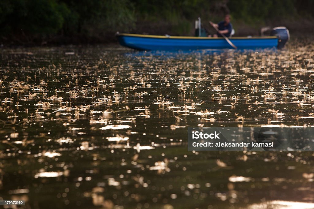 Mayfly Mayfly insect, river Tizsa scene flowering in spring - Serbia 2015 Stock Photo