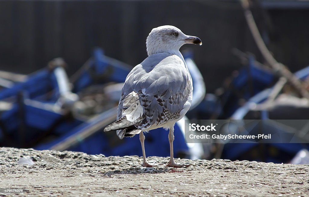 seagull at the harbour seagull in front of blue fishing boats at the coast of morocco Africa Stock Photo