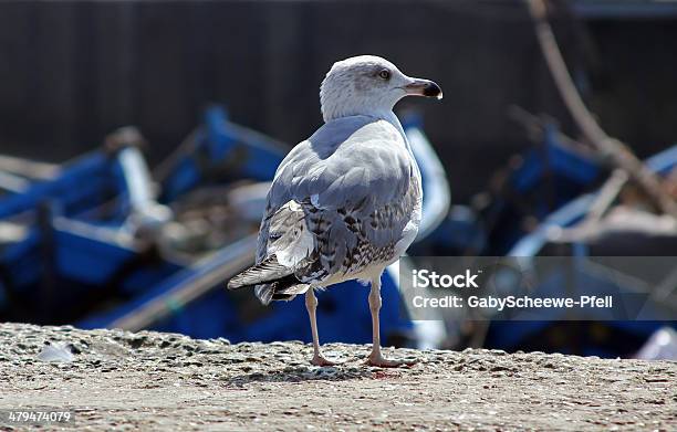 Seagull At The Harbour Stock Photo - Download Image Now - Africa, Animal, Animal Body Part