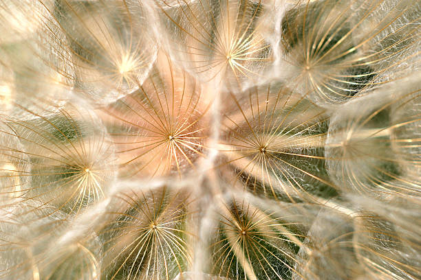 istock Dandelion, blowball, taraxacum 479474564
