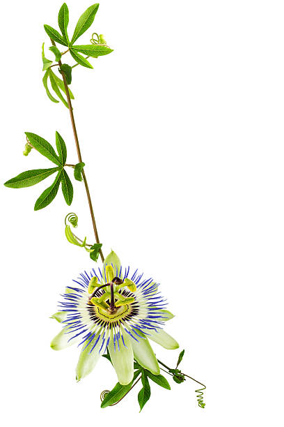 istock branch passionflower flower is isolated on white background 479475719