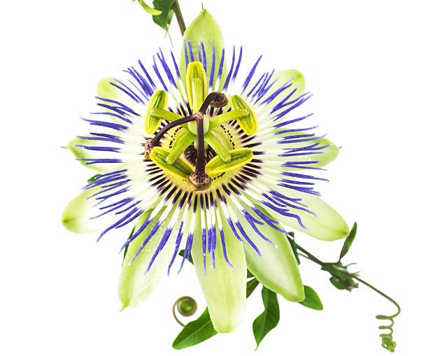istock passionflower flower is isolated on white background, closeup 479475723