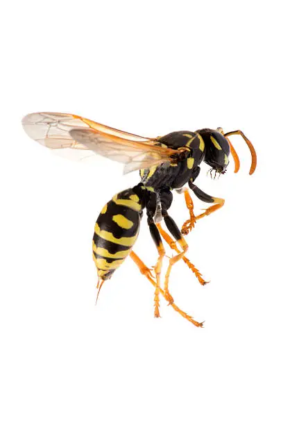Photo of Wasp