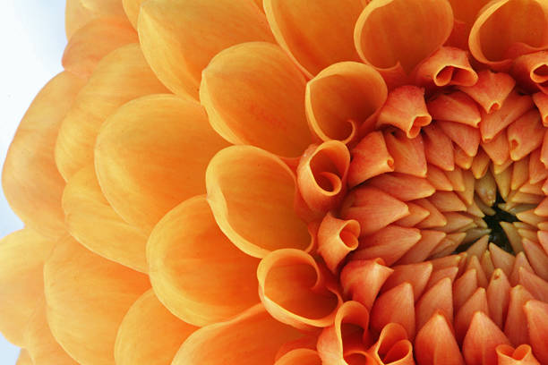 istock orange flower of Dahlia 479476665