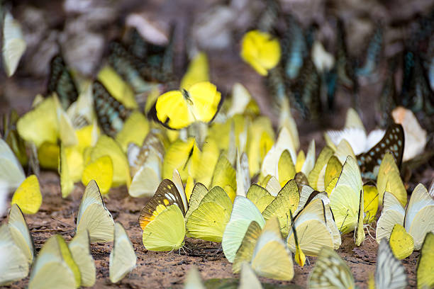 istock Colorful butterflies 479476842
