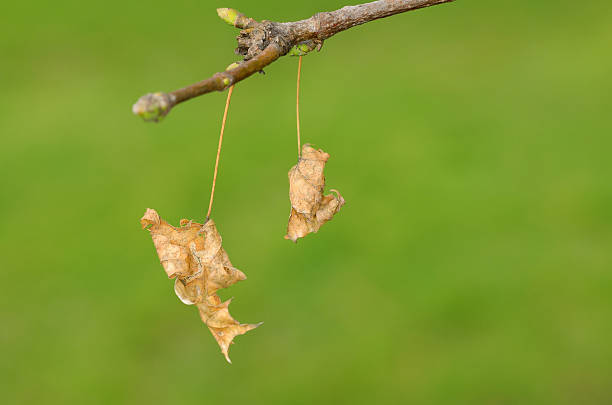 istock Dried leaves on branch 479476943