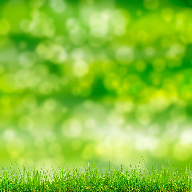 istock green grass and bokeh lights 479477031