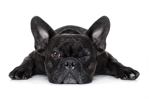 french bulldog dog exhausted or tired ,watching and staring at you like a control freak, isolated on white background