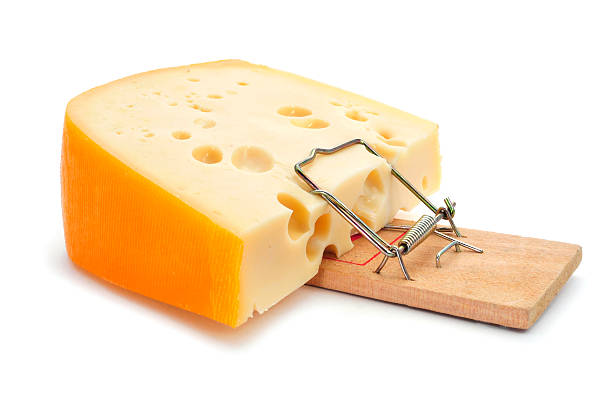 istock mousetrap with a too large piece of cheese 479477827