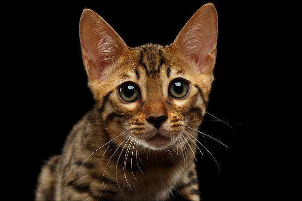 istock Closeup Bengal Kitty Looking in Camera on Black 479478334