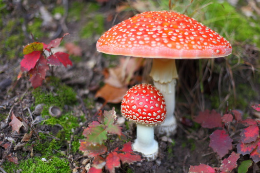 red  fly agaric in forest  Amanita muscaria