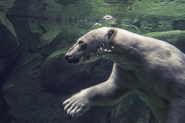istock white bear underwater at the zoo 479479576