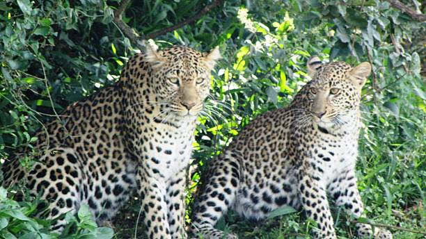 istock Leopard with cub, Masai Mara, Kenia 479479990