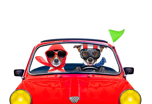 istock dog driving a car 479480074