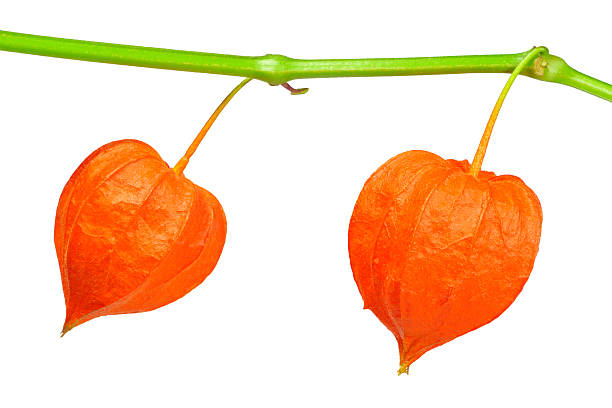 istock Branch of ground-cherry 479480498