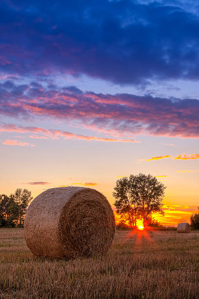 pôr do sol campo, árvore e hay bale - wheat sunset bale autumn imagens e fotografias de stock