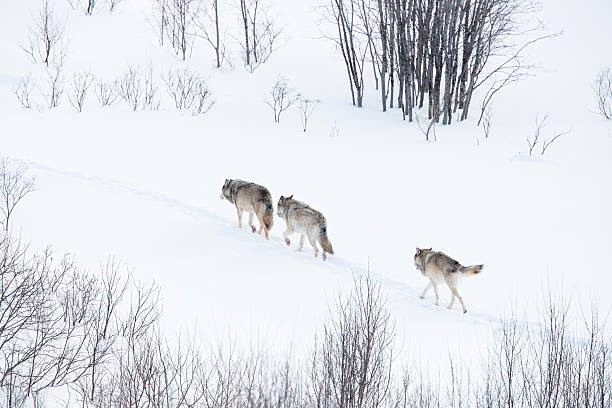 wolf pack a piedi in un paesaggio invernale - wolf norway woods winter foto e immagini stock