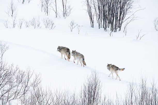 wolf pack andar na paisagem de inverno - wolf norway woods winter imagens e fotografias de stock