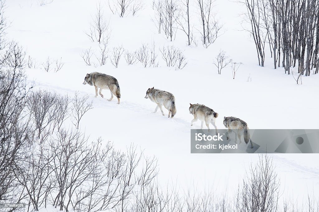 Wolf pack running in the cold landscape Wolves in norwegian winter forest. Snowing. Wolf Stock Photo