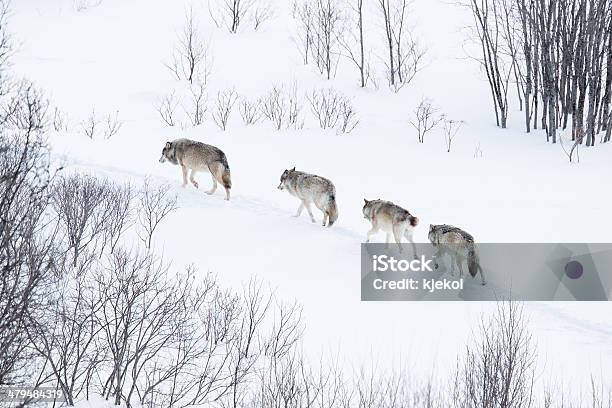 Wolf Pack Running In The Cold Landscape Stock Photo - Download Image Now - Wolf, Gray Wolf, Snow