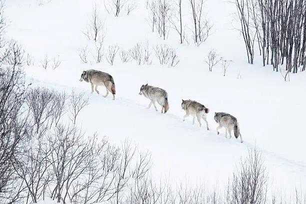 Photo of Wolf pack running in the cold landscape